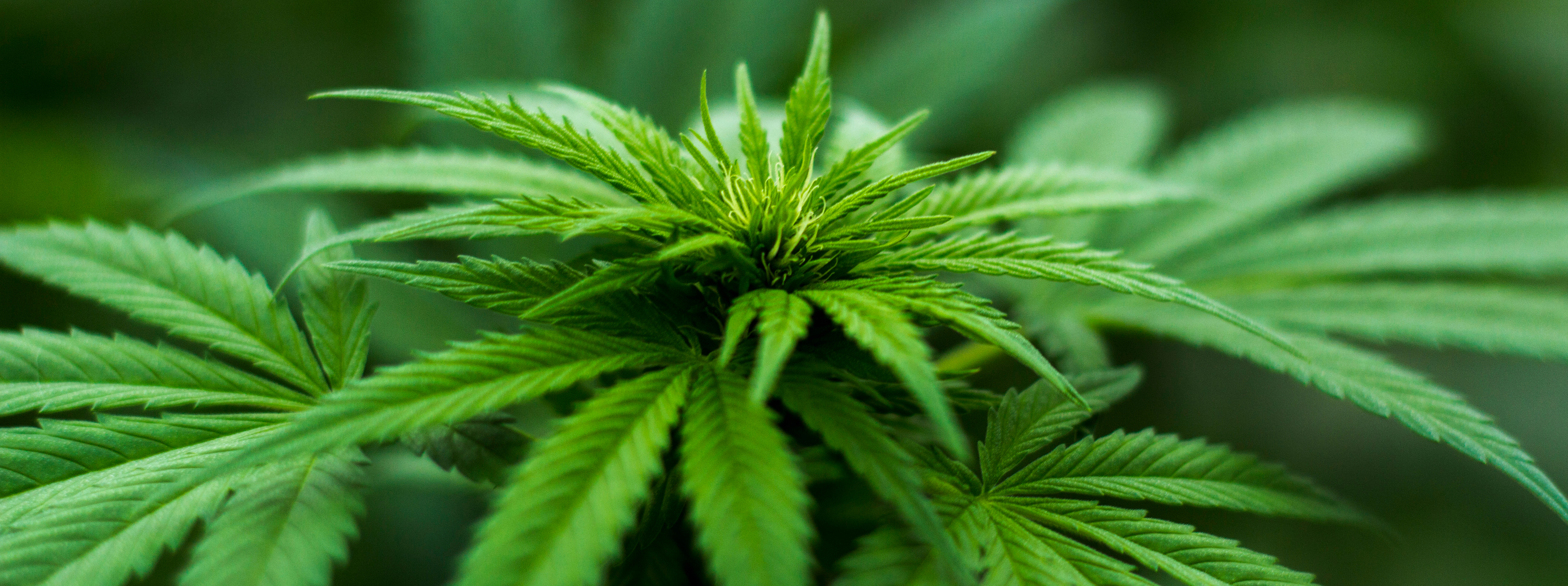 Missouri Marijuana Law Update