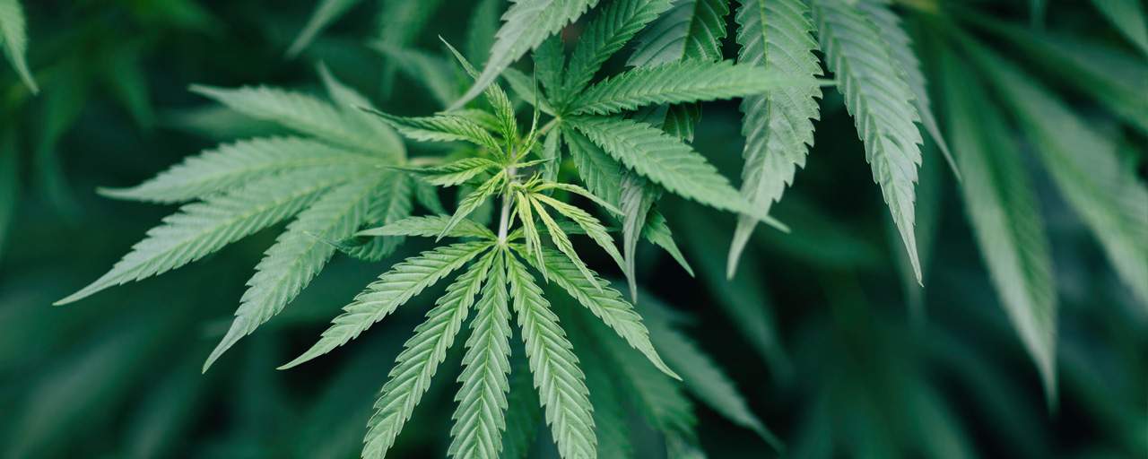 Missouri Marijuana Law Updates: 2023 Edition